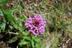 Flor en los cerros de Usaquén - Bogotá, Colombia