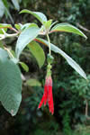 Flor de los cerros de Usaquén - Bogotá, Colombia