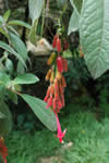 Flor de los cerros de Usaquén - Bogotá, Colombia