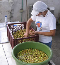 Indígena trabajando
